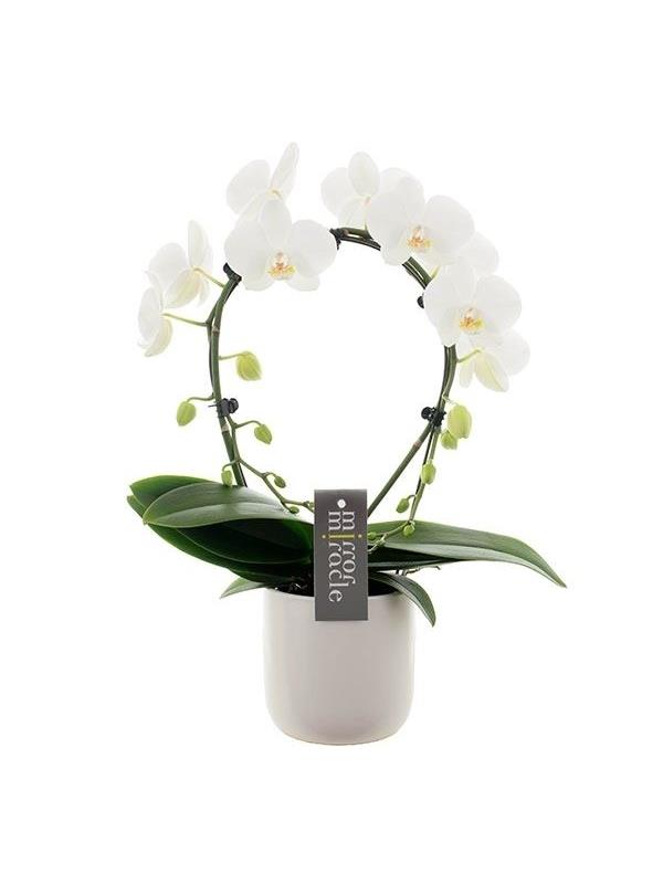 Phalaenopsis mirror miracle white smwk