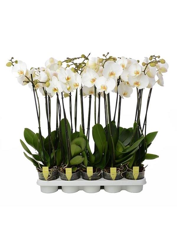 Phalaenopsis white 4star quality