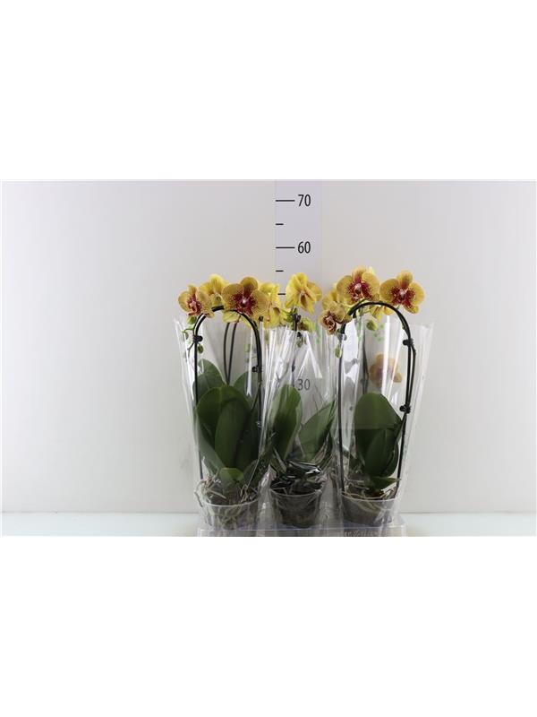 Phalaenopsis elegant cascade