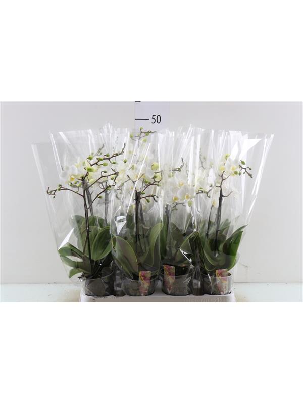 Phalaenopsis white multiflora
