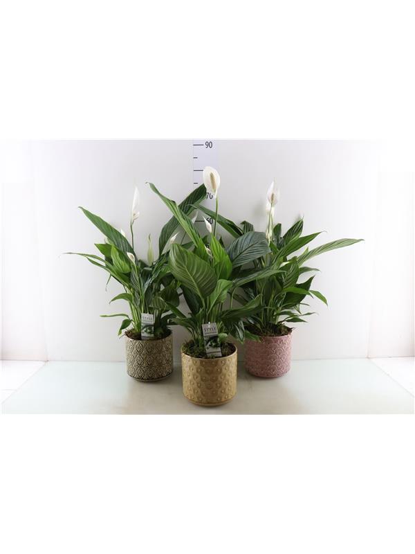 Spathiphyllum arrangement L%