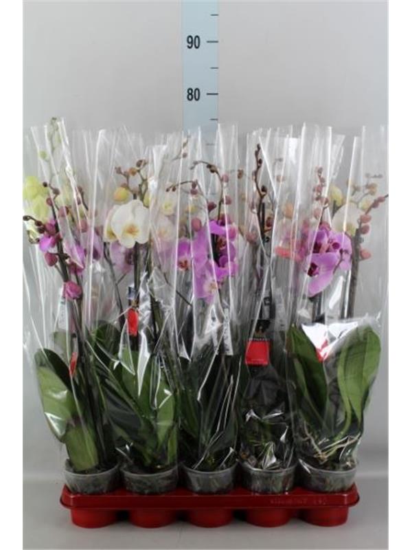 Phalaenopsis   mix