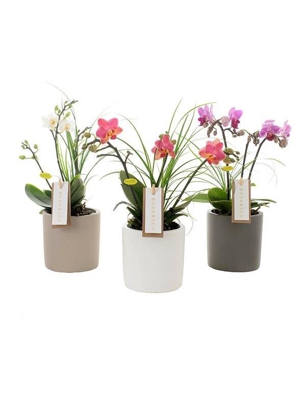 Phalaenopsis multiflora mixed botanico 7g3bn