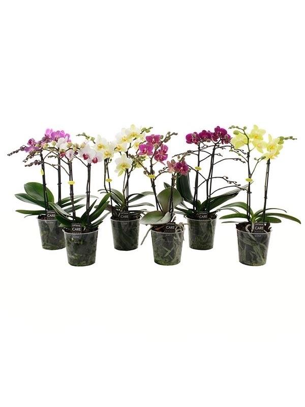 Phalaenopsis multiflora mixed