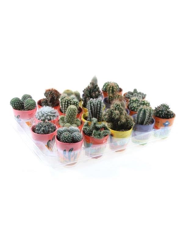 Cactus mixed 629