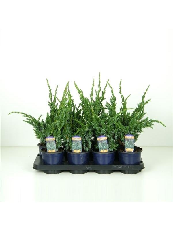 Juniperus meyeri