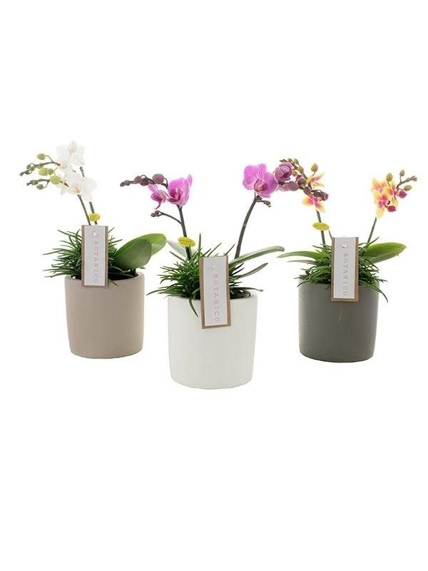 Phalaenopsis multiflora mixed 7g2bs