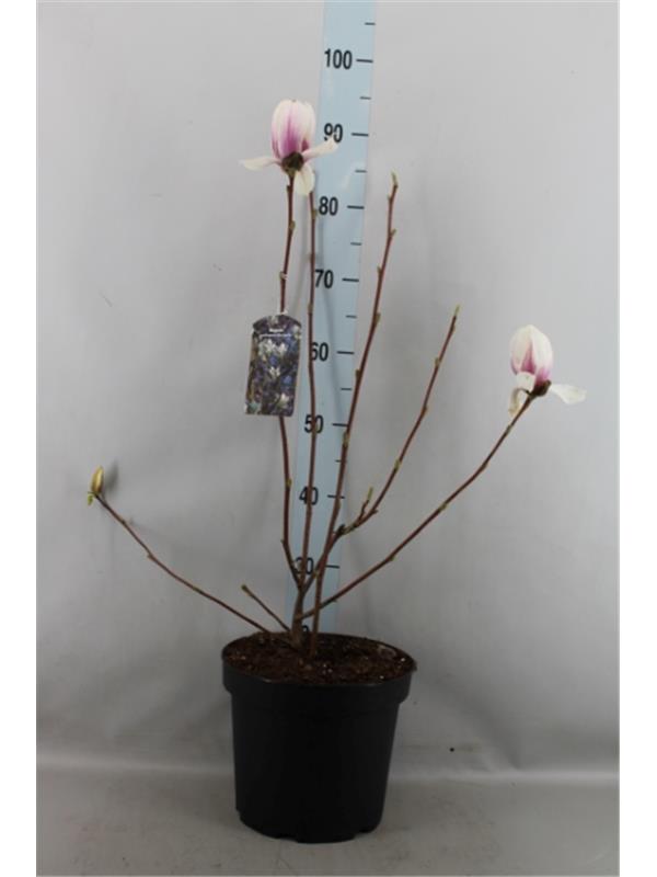 Livistona rotundifolia