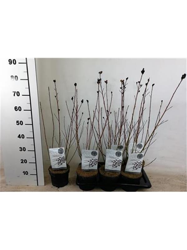 Salix gracilistyla melanostachys