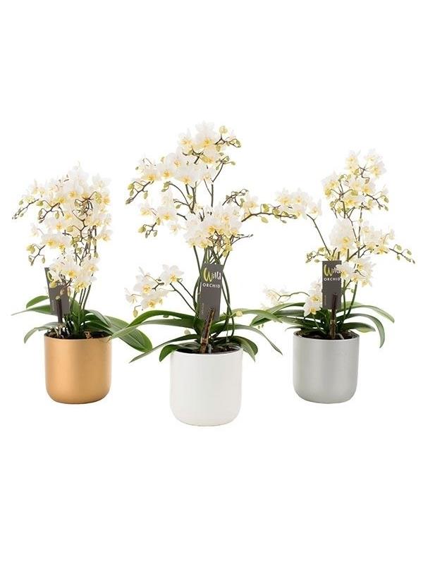 Phalaenopsis multiflora wild white w12c