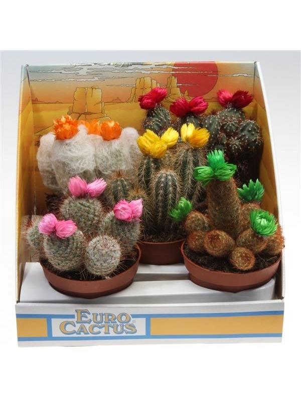 Cactus mixed straw flower 1040