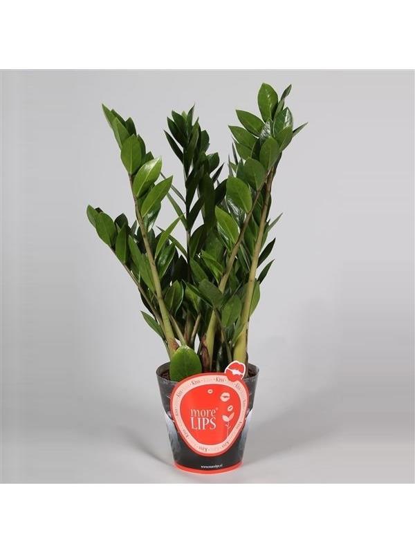 Zamioculcas zamiifolia zanzibar