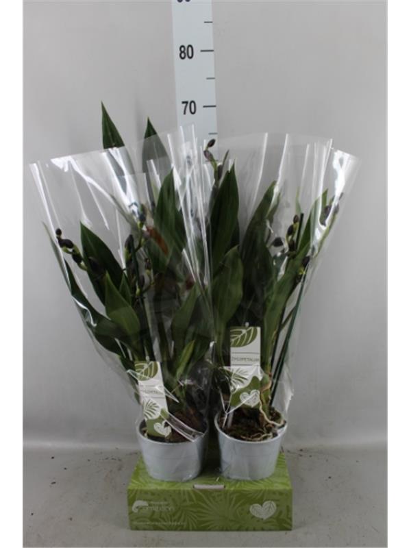 Streptocarpus parfuflora
