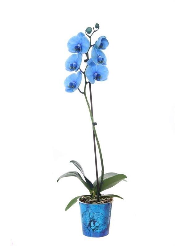 Phalaenopsis   ...