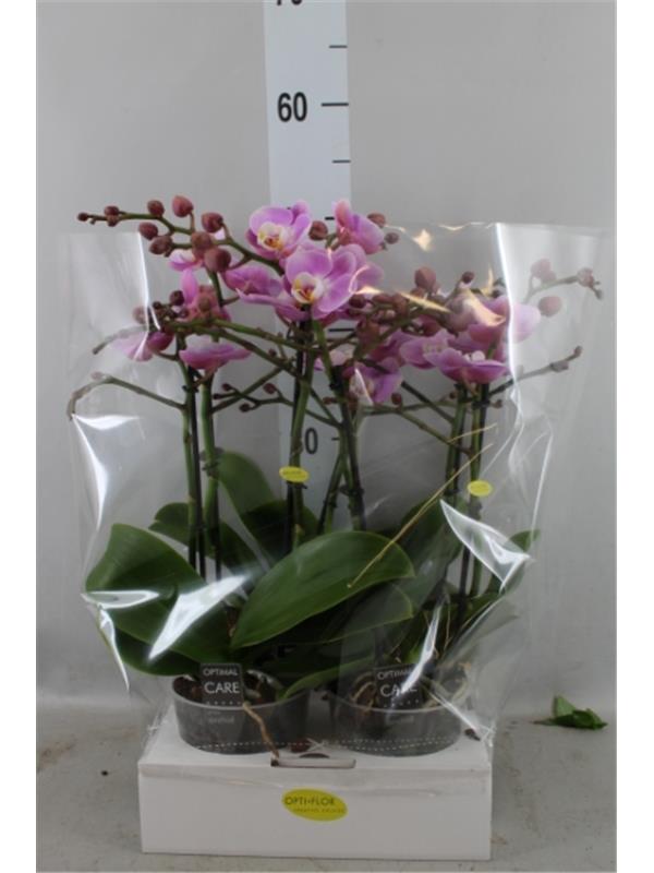 Phalaenopsis 'Liodoro'