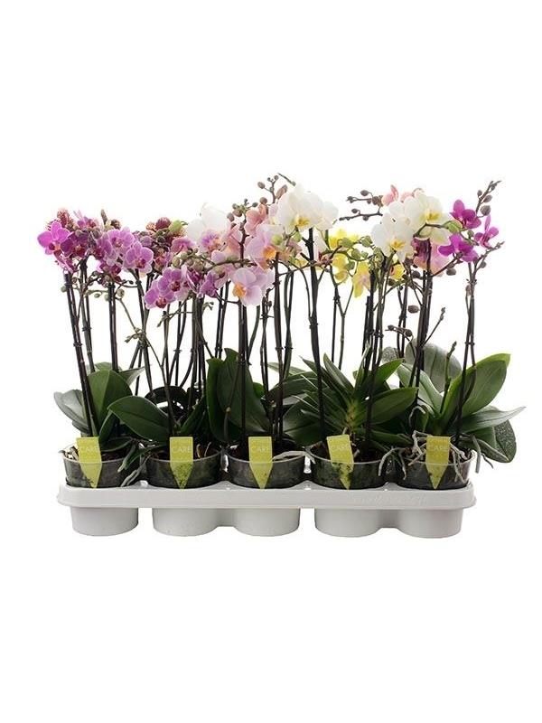 Phalaenopsis multiflora mixed 4star quality