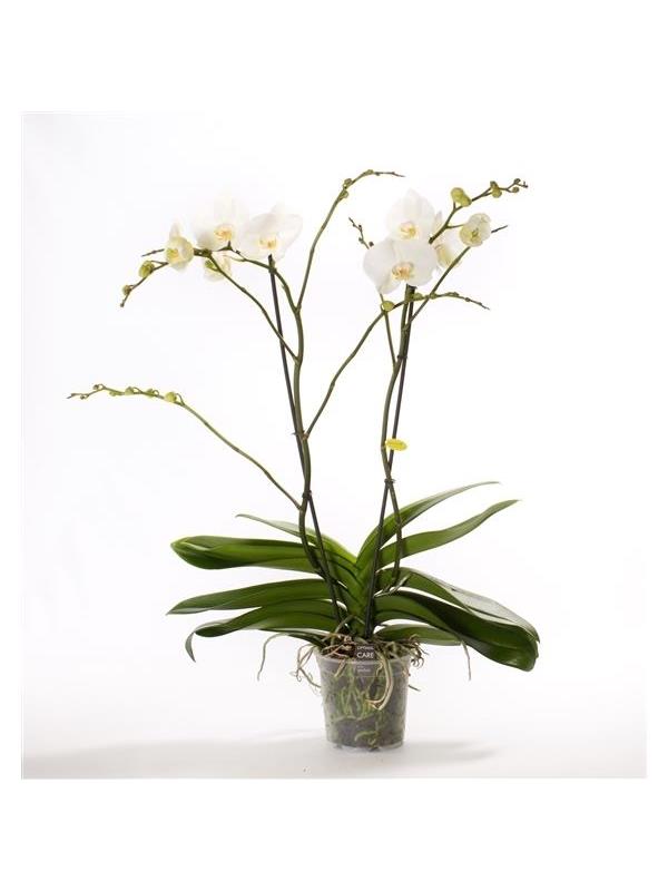 Phalaenopsis theatro