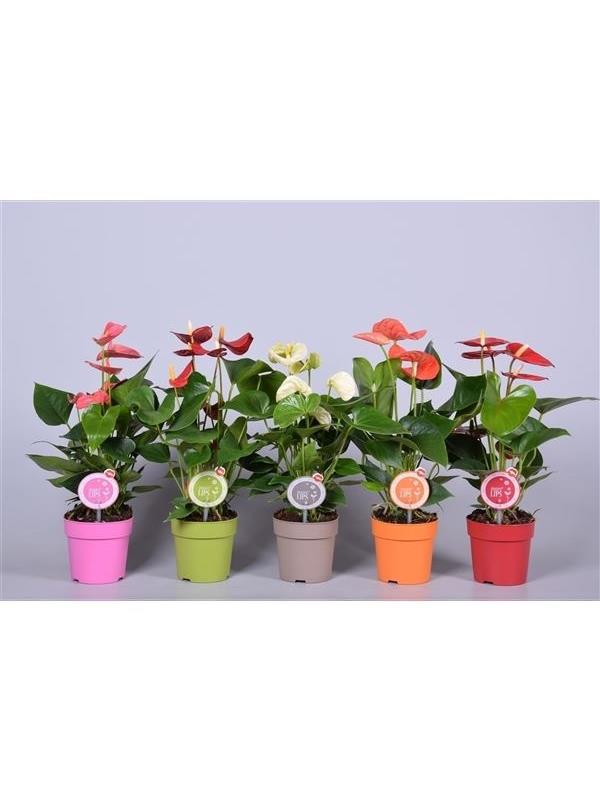 Anthurium andr. mixed morelips