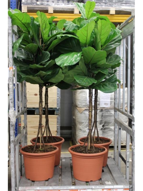Ficus elastica 'Tineke'