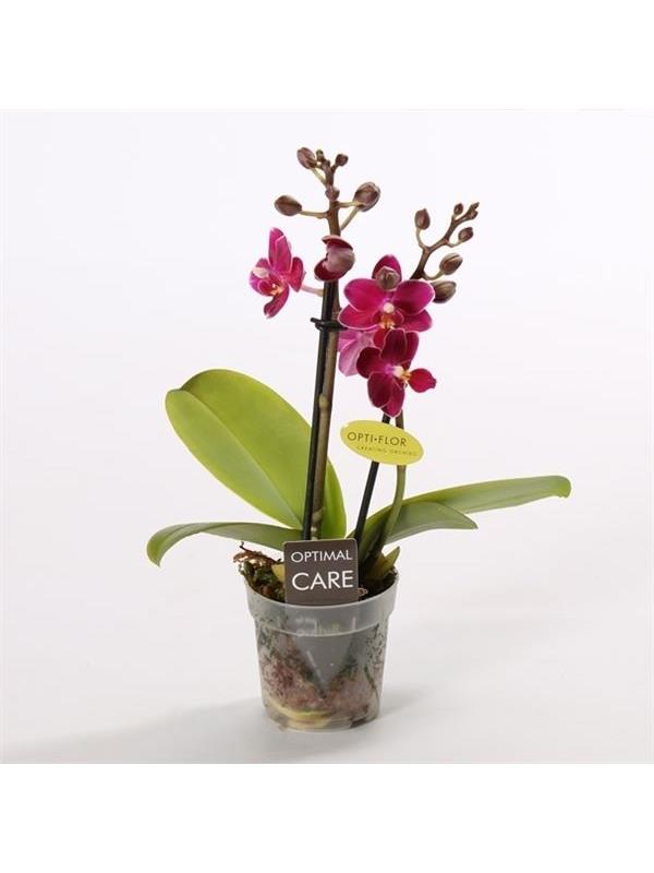 Phalaenopsis multiflora fleur