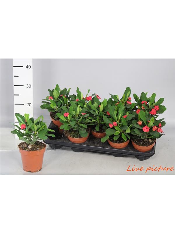 Euphorbia milii vulcanus