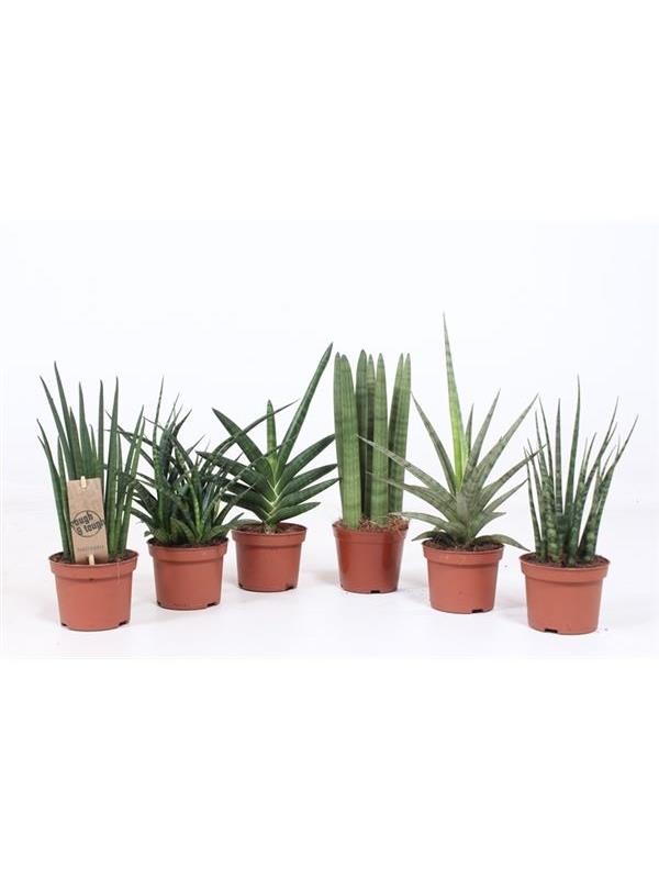 Sansevieria cylindrica mixed luxe