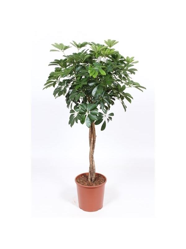 Schefflera arboricola compacta