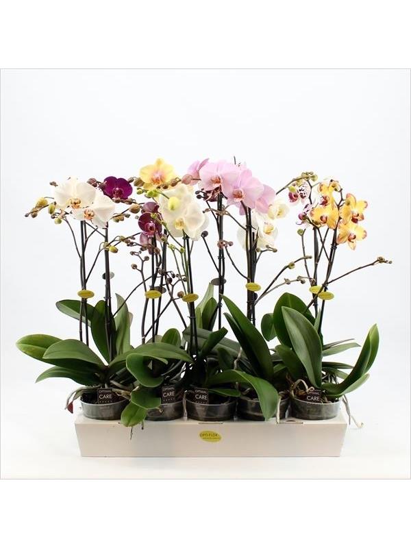 Phalaenopsis mixed