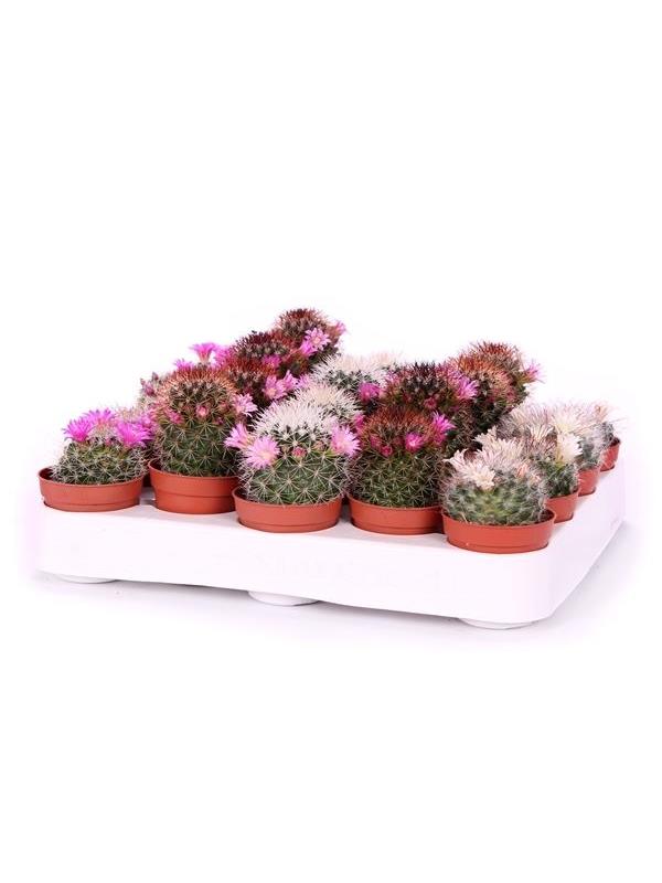 Cactus mammillaria flowering bl01