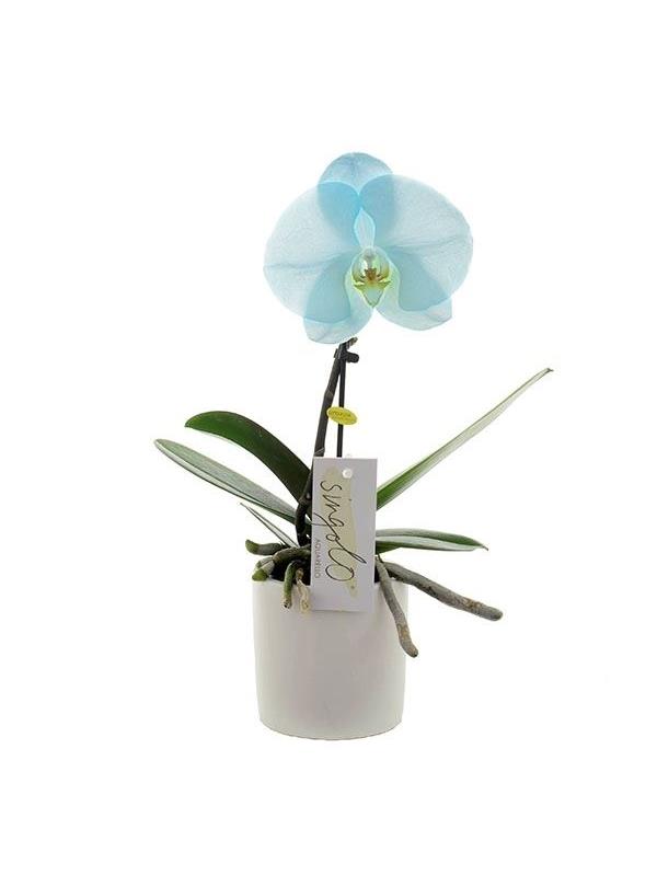 Phalaenopsis singolo azure sina