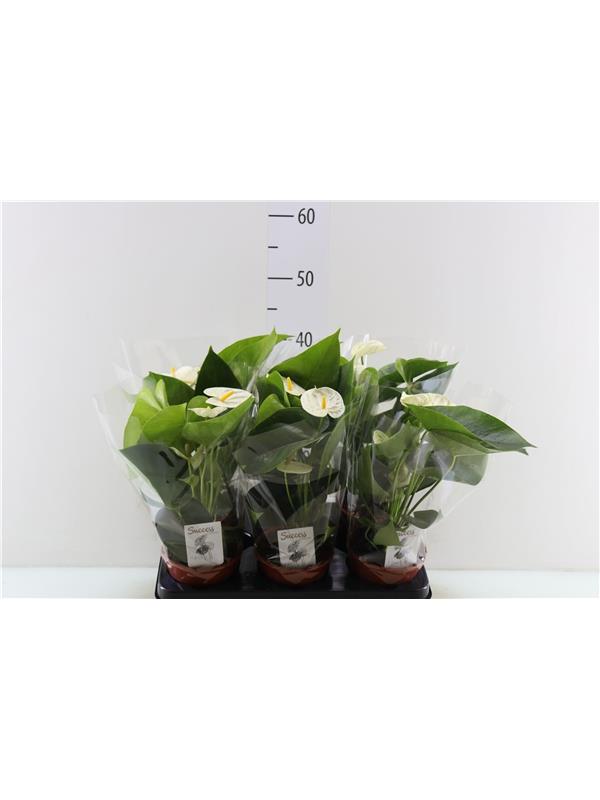 Anthurium andr. bianco