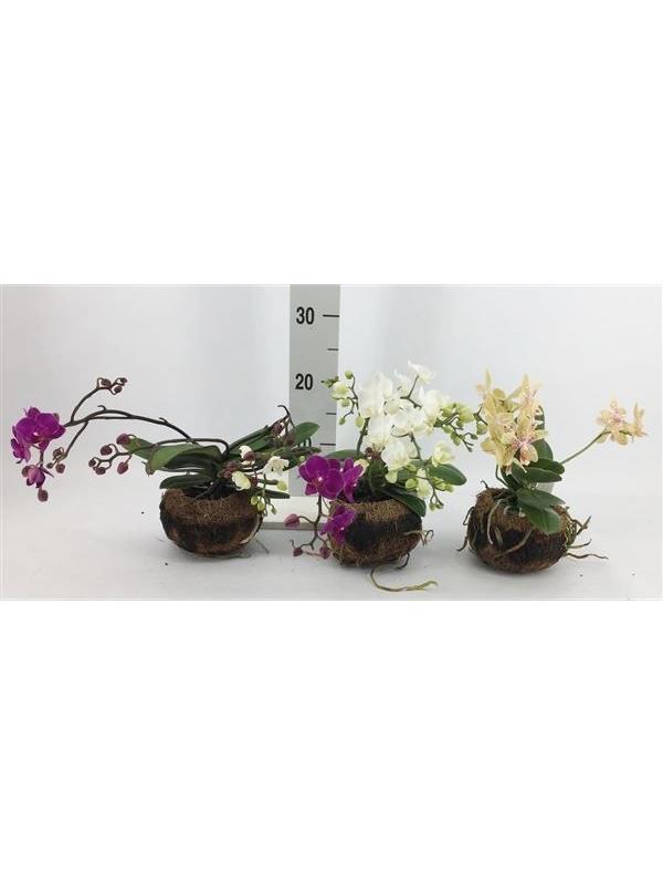 Phalaenopsis multiflora artisto mixed