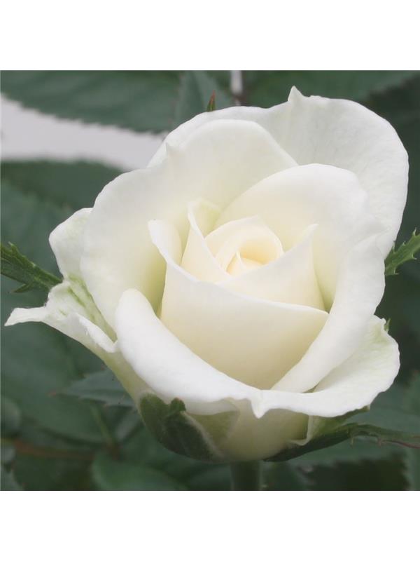 Rosa beau monde white jewel