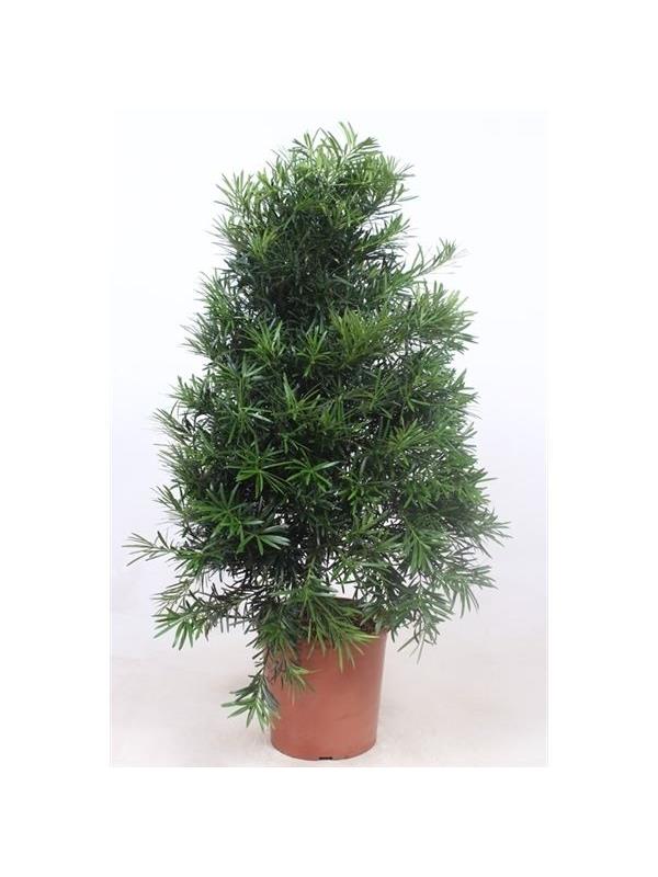 Podocarpus nivalis macrophylla