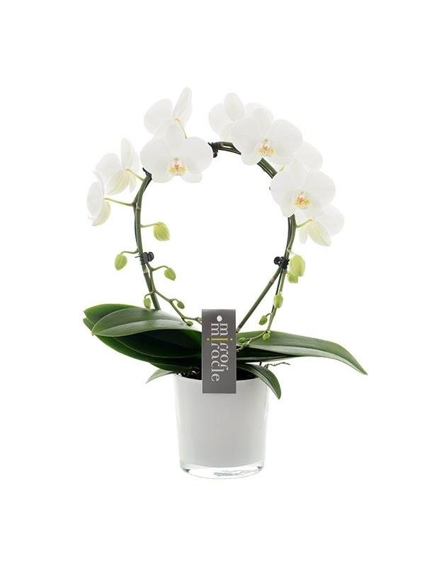 Phalaenopsis mirror miracle white smwp