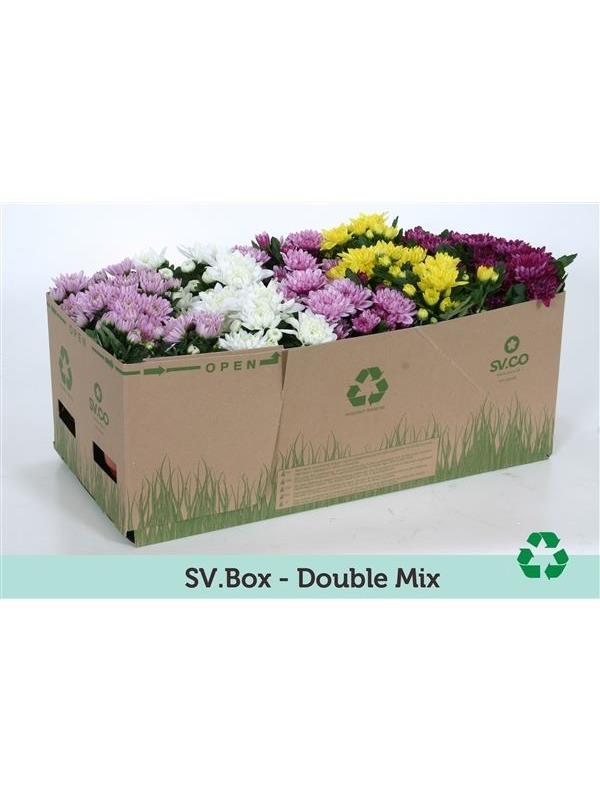 Chrysanthemum ind. mixed double