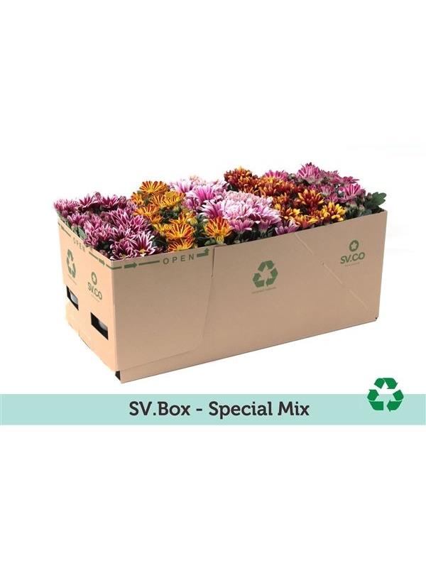 Chrysanthemum ind. mixed special