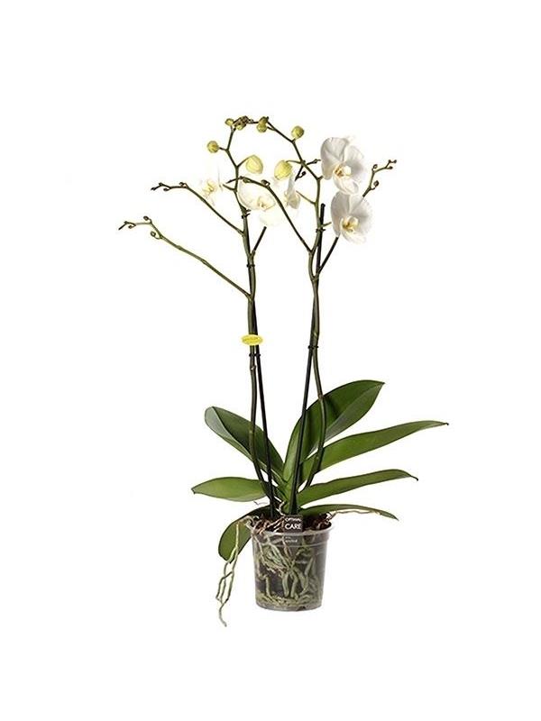 Phalaenopsis white giant