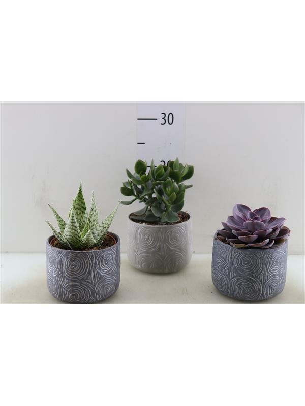 Cactus/succulent mixed 3 kinds