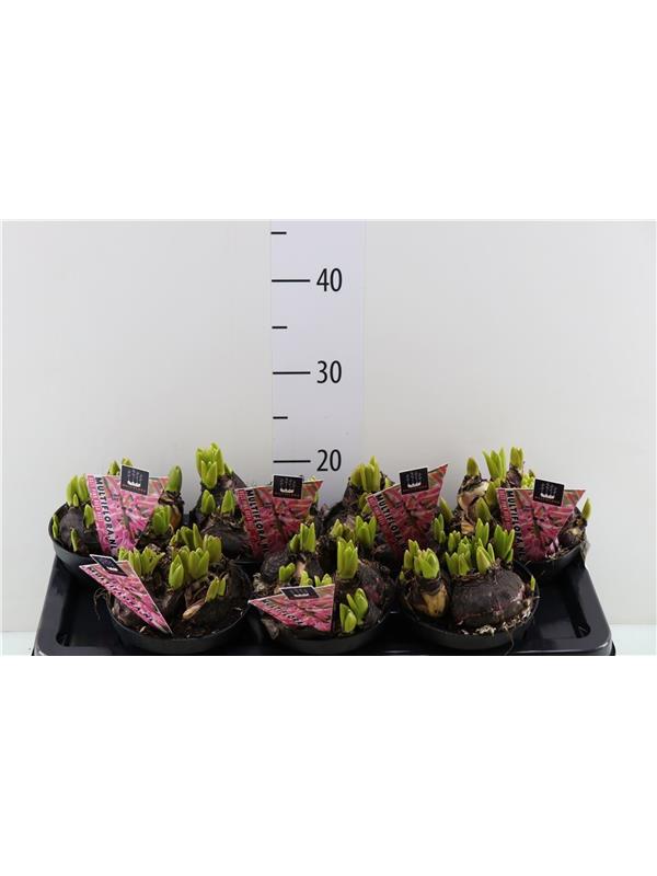 Hyacinthus multiflora
