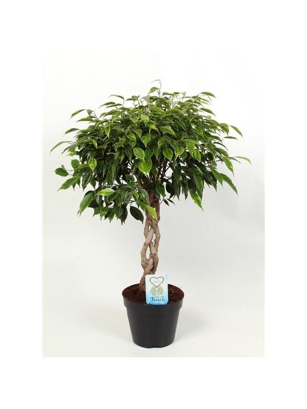 Ficus anastasia