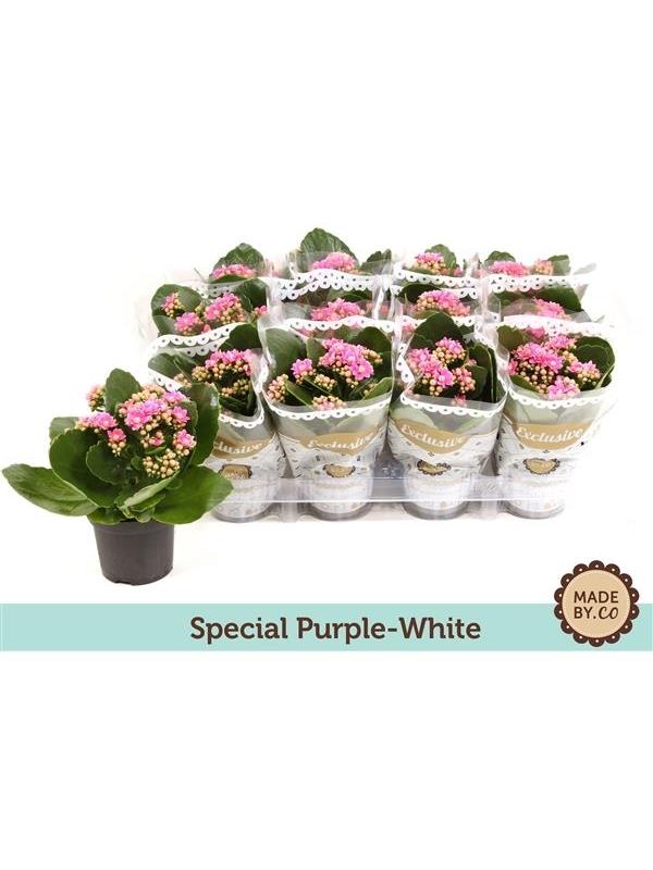 Kalanchoe rosalina special serenity purple / white
