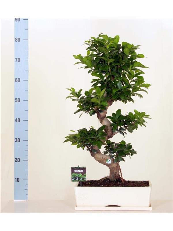 FIKUS (Ficus microcarpa)