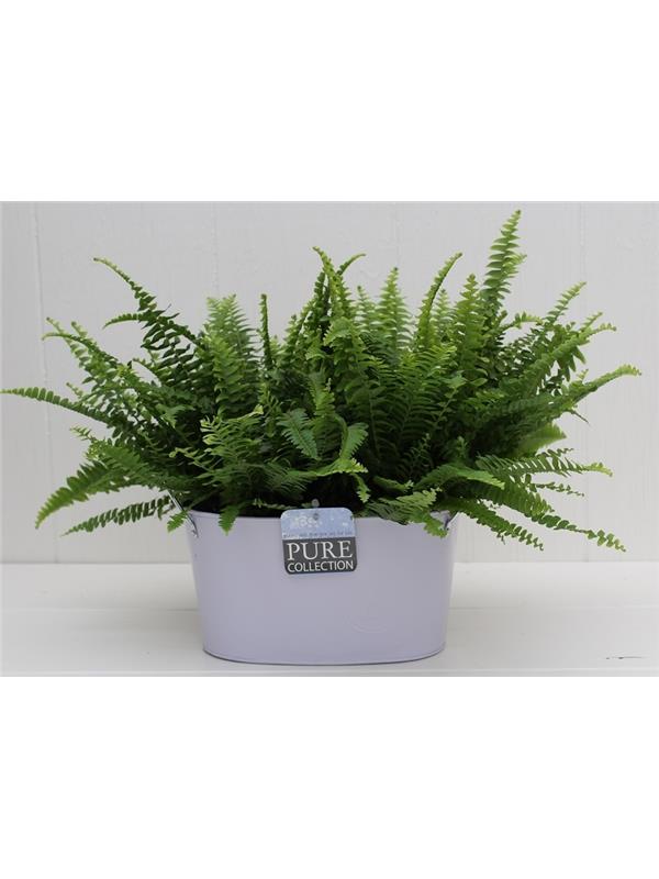NEPHROLEPIS GREEN LADY