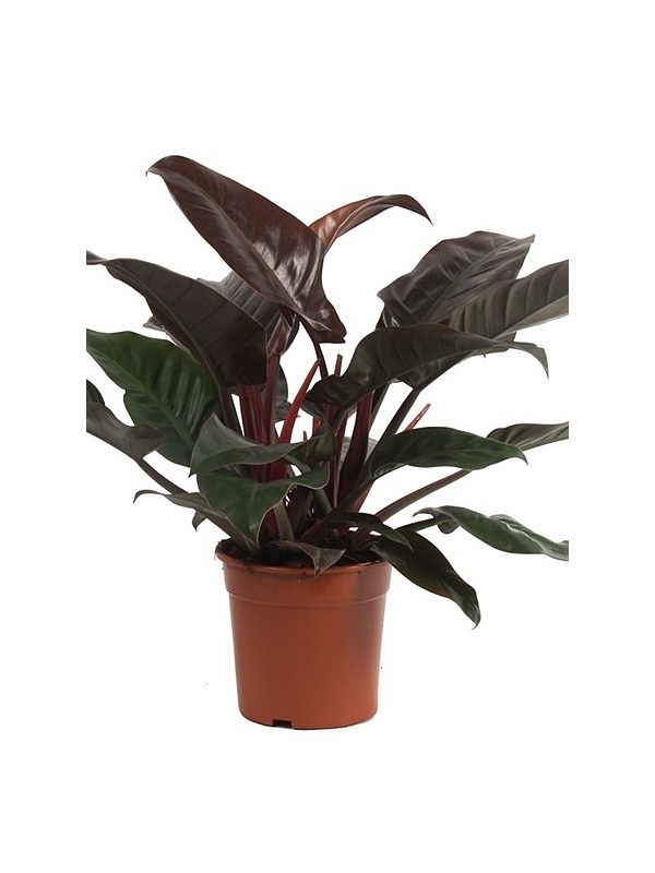 PHILODENDRON