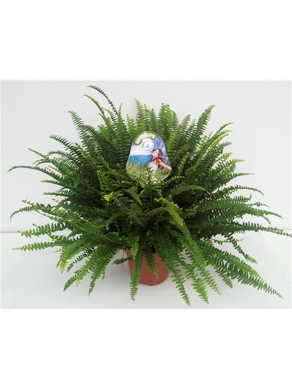NEPHROLEPIS GREEN LADY