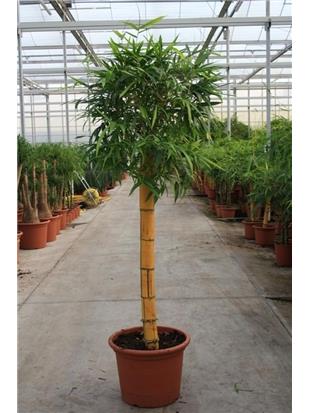 Bambusa vulgaris 200 cm