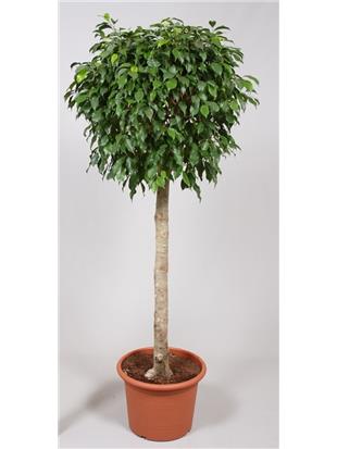 FIKUS (Ficus benjamina columar)