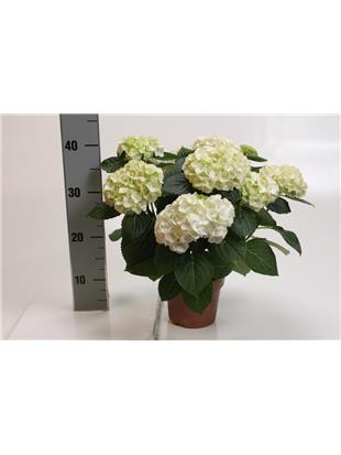 Hortenzija (Hydrangea schneeball macrophylla)