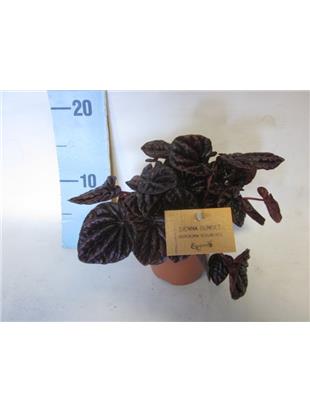 PEPEROMIA SCHUMI RED